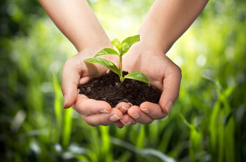 earth friendly hands holding a plant